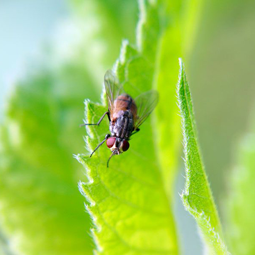 Control de plagas y productos biocidas