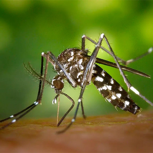 Mosquito tigre